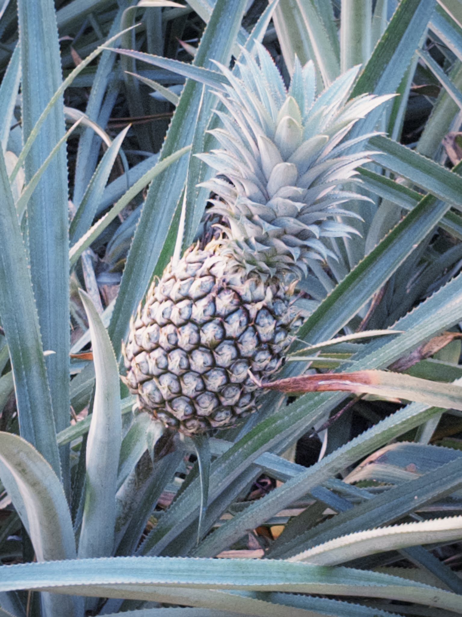Champs d'ananas